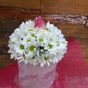 PAPATYA KUTUSU GÜLLÜ