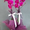 Orkide 2 Dallı