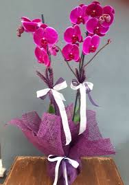 Orkide 2 Dallı